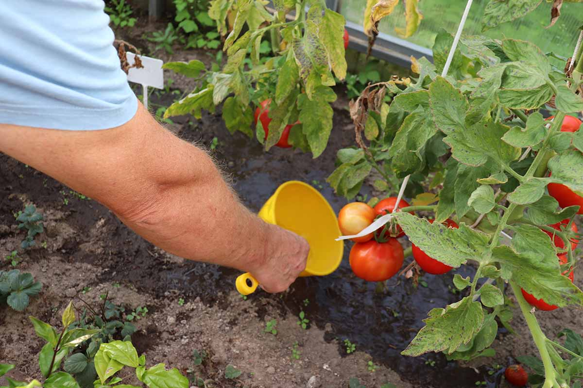 Nawadnianie krzewów pomidorów bezpośrednio pod korzeń konewką z odstaną wodą