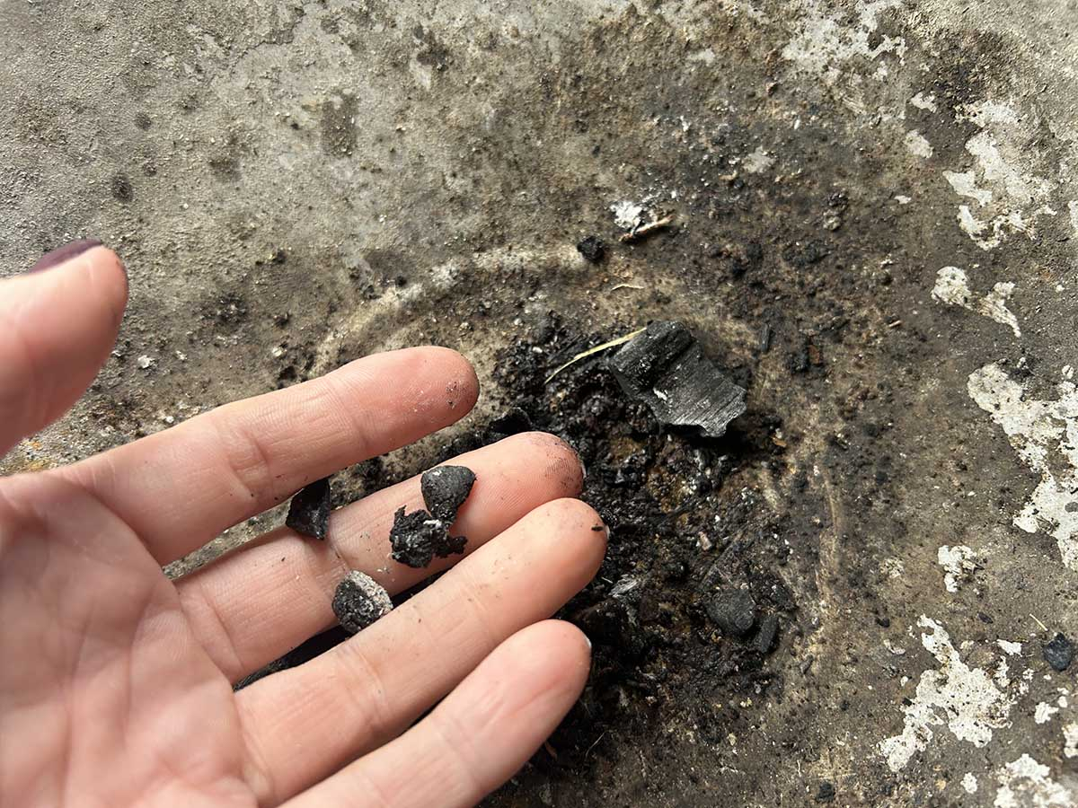 Dłoń ogrodnika trzymająca niespalone kawałki węgla drzewnego z popiołu kominkowego.