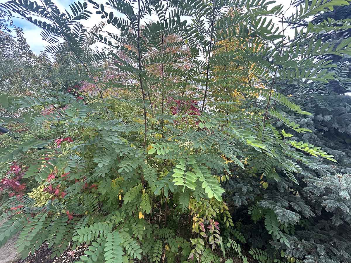 Młoda robinia akacjowa w jesiennym ogrodzie Młoda robinia akacjowa jesienią z pierzastymi liśćmi wśród kolorowych krzewów