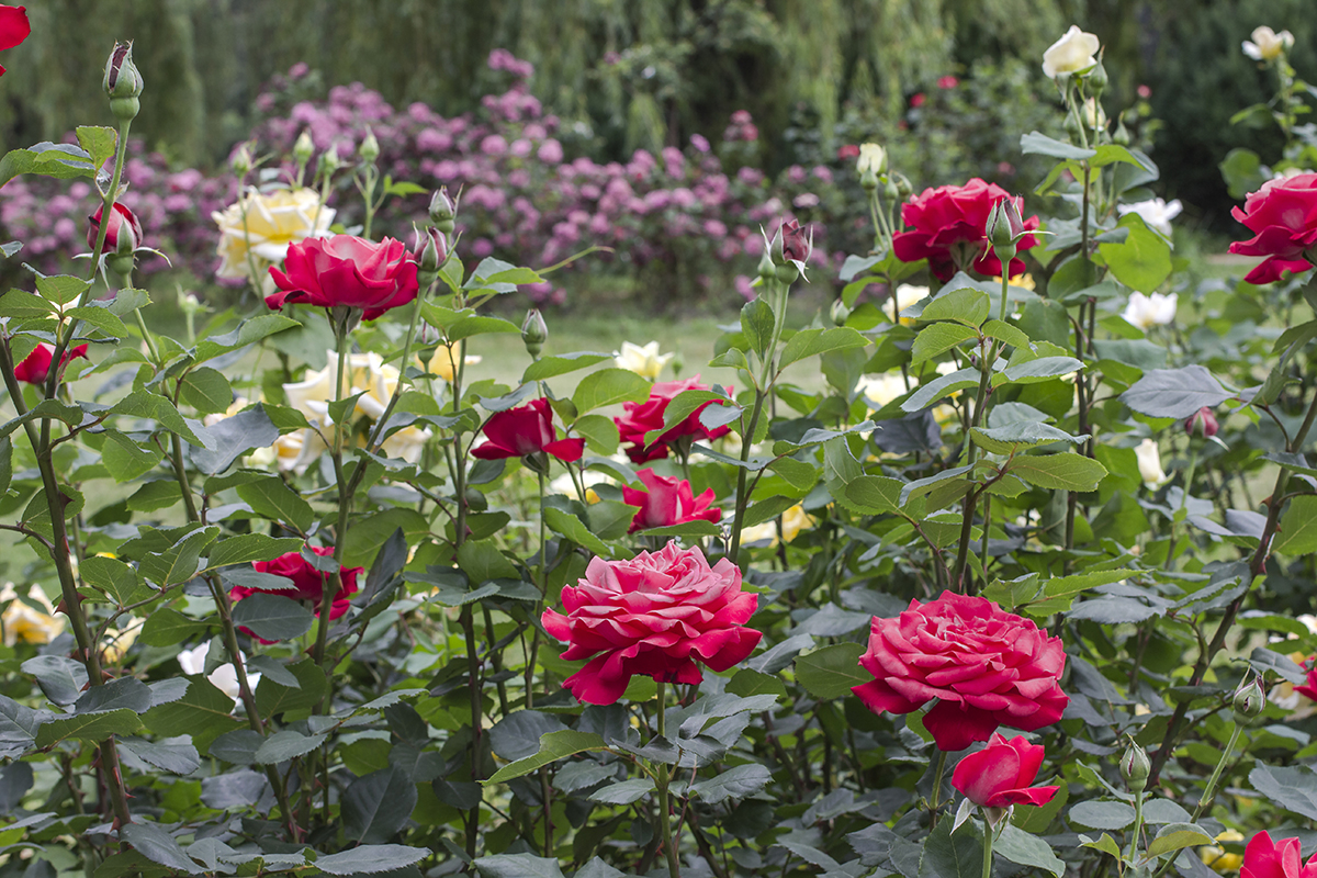 roze rabatowe w roznych kolorach