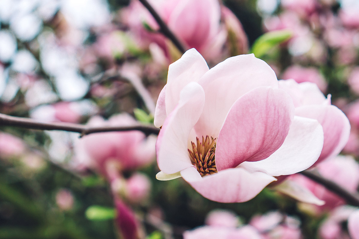rozowa magnolia na galezi na tle innych magnolii różowa magnolia na gałązi na tle innych różowych magnolii