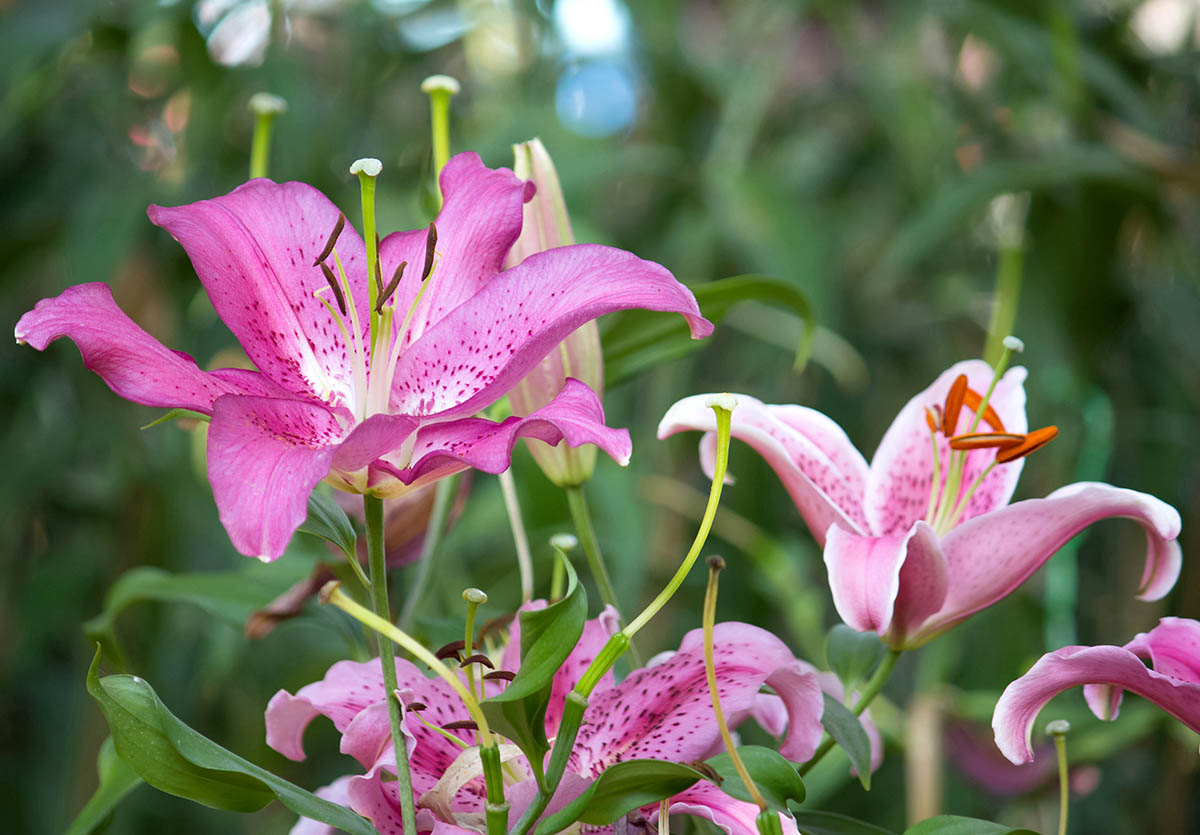 rozowy oleander pospolity piekne makro różowy oleander pospolity piękne makro