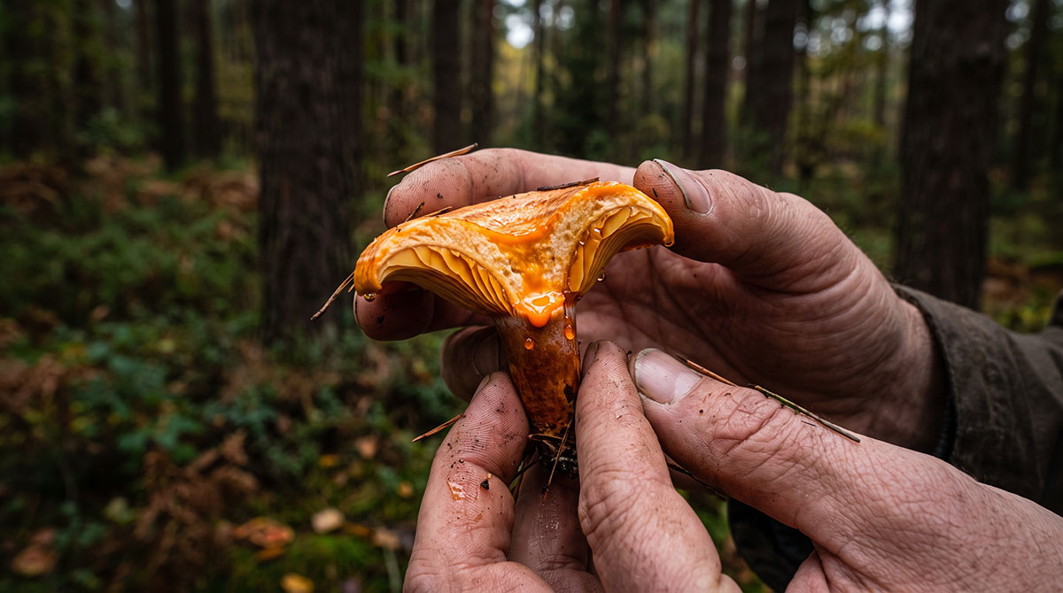 Zbliżenie na świeżo ściętego rydza z widocznym, charakterystycznym pomarańczowym mleczkiem na blaszkach.