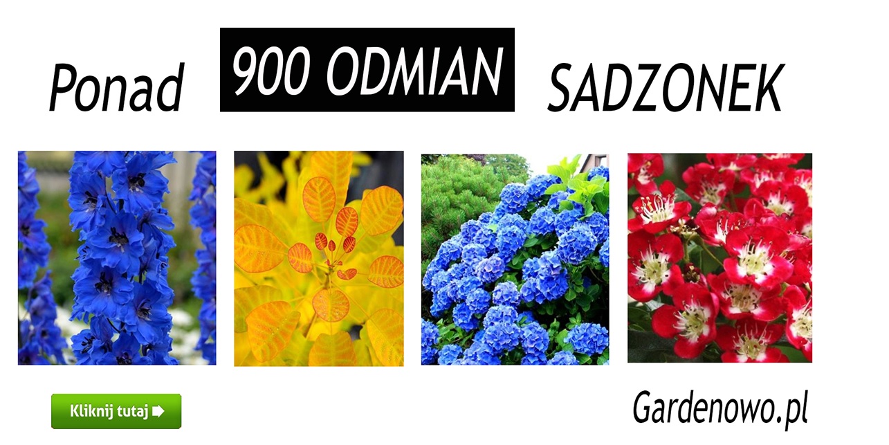 różne kolorowe sadzonki gardenowo.live