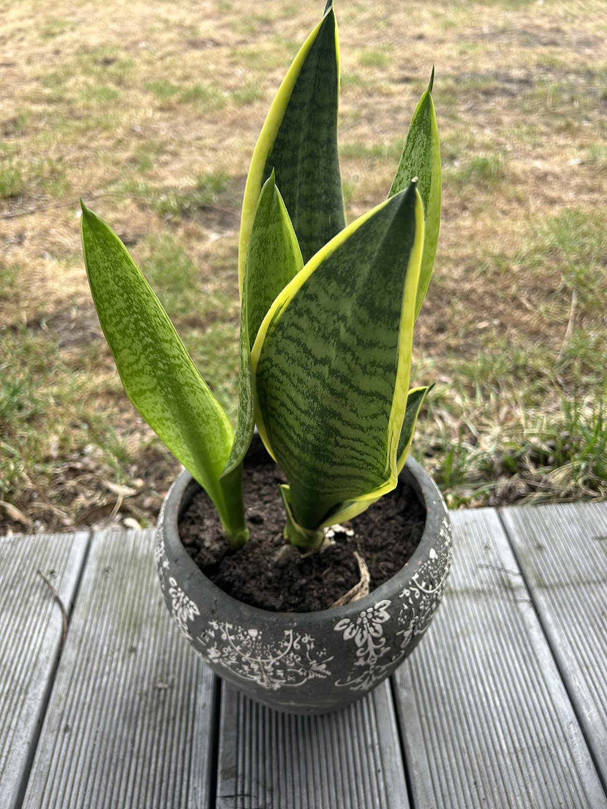Sansewieria sansewieria