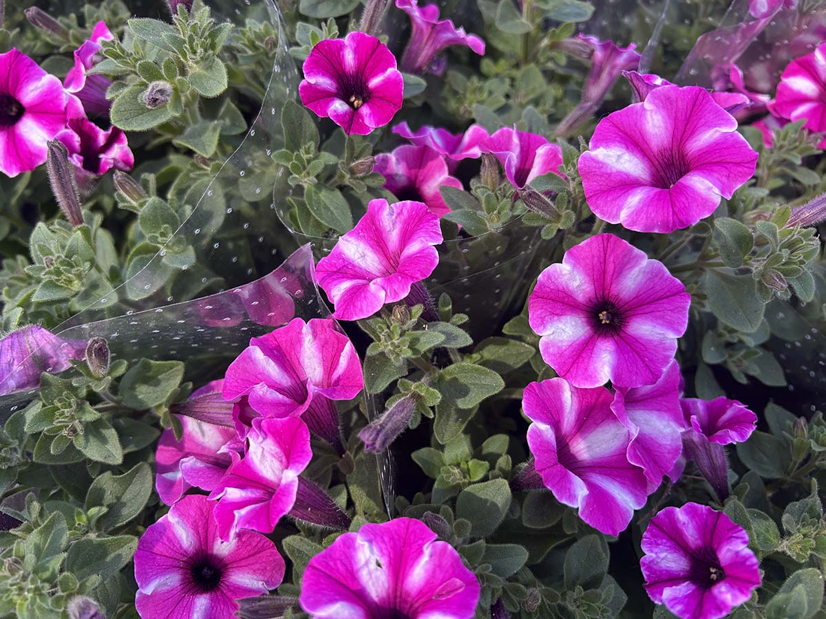Supertunia Vista: Odmiana Jazzberry - efektowna kaskada kolorów na balkon. Intensywnie różowe kwiaty Supertunii Vista z białym środkiem, prezentujące gęsty pokrój i obfite kwitnienie.