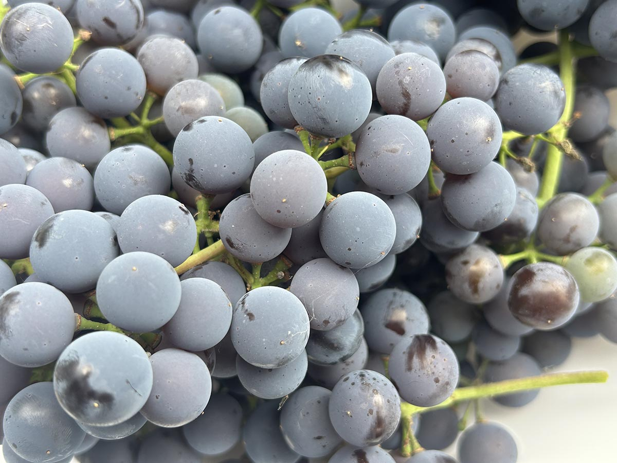 Świeże kiście winogron z mojego ogrodu Zbliżenie na świeżo zebrane ciemne winogrona ogrodowe z naturalnym nalotem