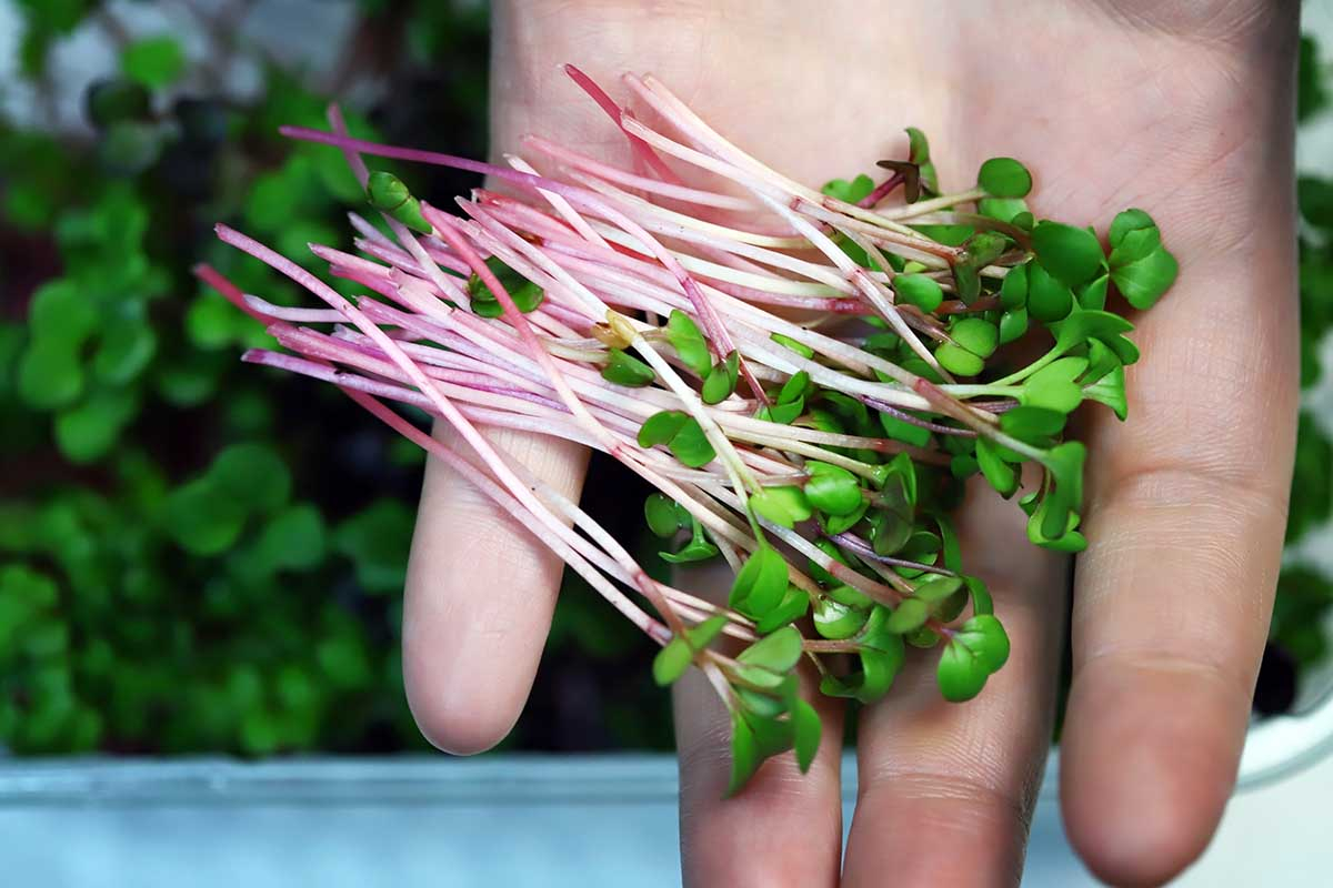 Kiełki rzodkiewki – domowy superfood pełen witamin Zbliżenie na garść świeżych, chrupiących kiełków rzodkiewki o białych łodyżkach i jasnozielonych listkach