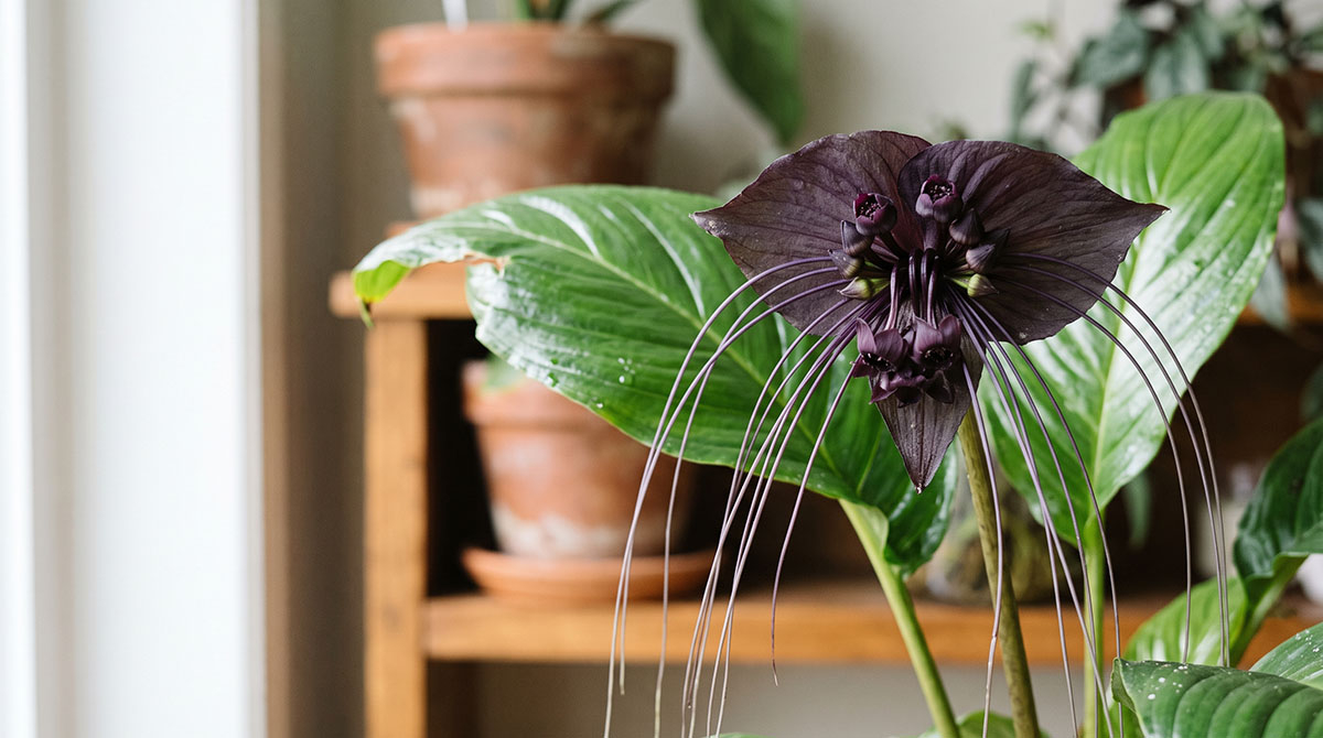 Tacca chantrieri, czyli kwiat nietoperz: uprawa w domu Kwiat nietoperz (Tacca chantrieri) z ciemnymi, niemal czarnymi przylistkami i długimi wąsami w domowym wnętrzu