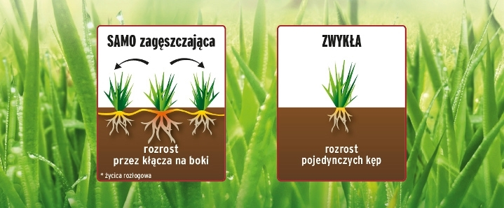 trawa samo zagęszczająca nowość substral Gardenowo