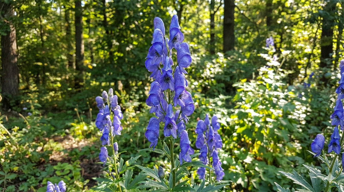 trujacaroslinatojad