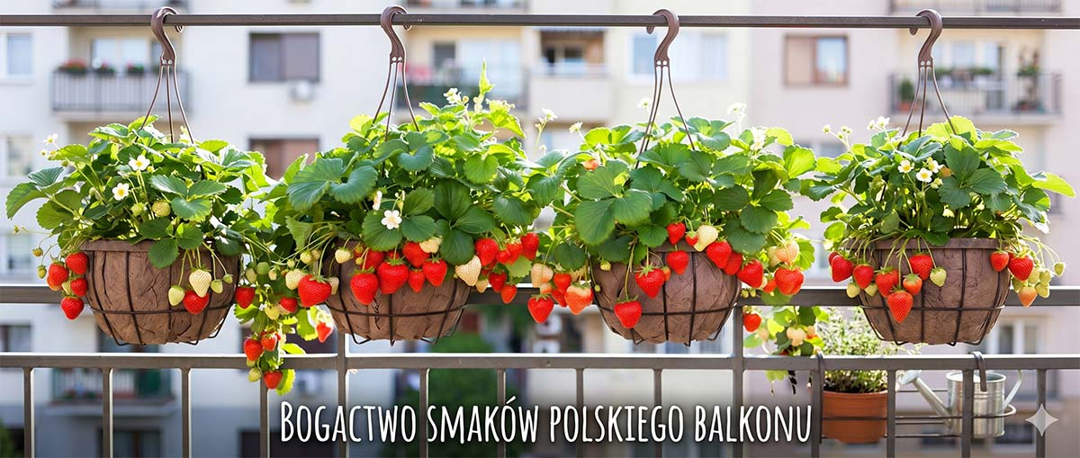 Truskawka zwisająca na słonecznym balkonie Bujny krzak truskawki zwisającej z długimi pędami pełnymi białych kwiatów i czerwonych owoców, podwieszony pod zadaszeniem balkonu