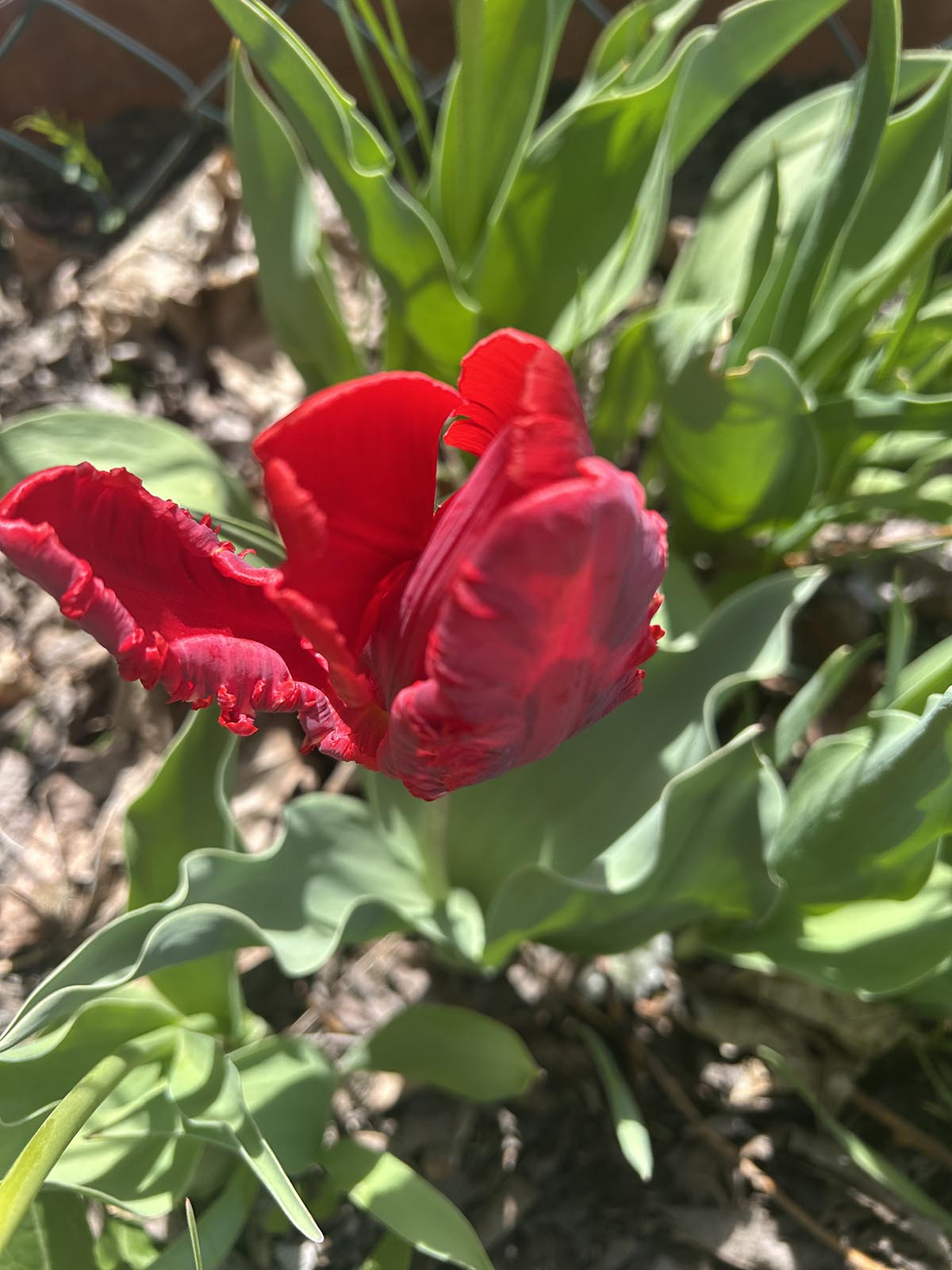 Przekwitły tulipan czerwony przekwitły tulipan
