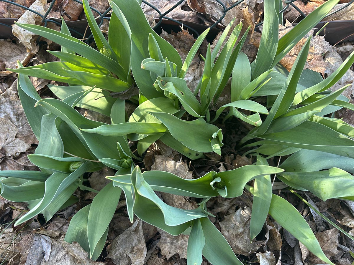 tulipany tulipany przed kwitnięciem