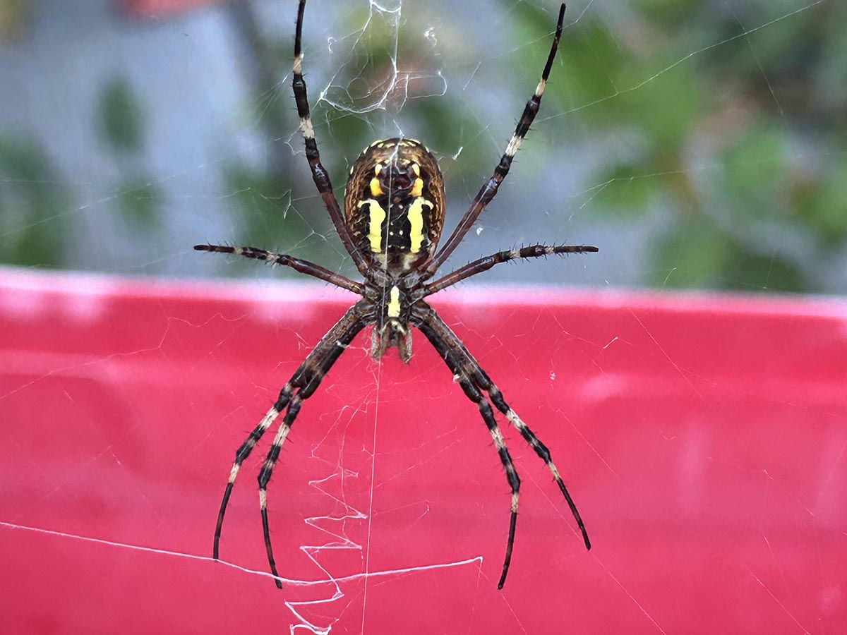 Tygrzyk paskowany (Argiope bruennichi) w ogrodzie Zbliżenie na tygrzyka paskowanego siedzącego na sieci w ogrodzie