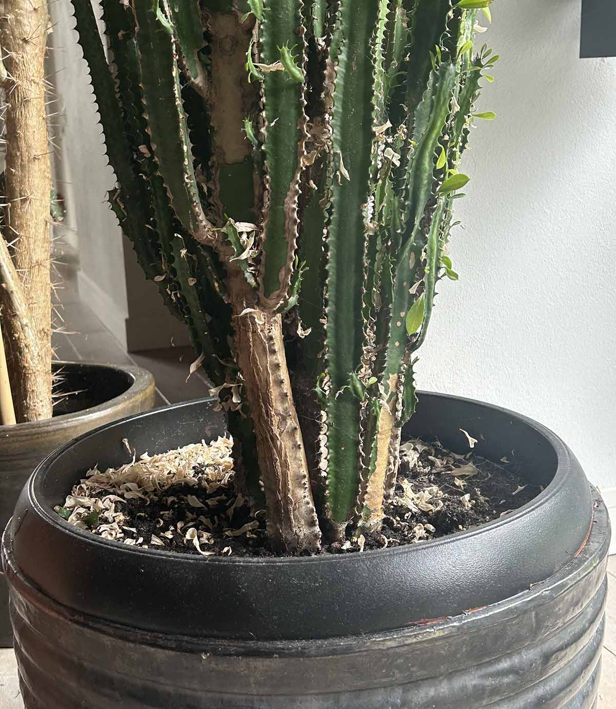 Wilczomlecz kolumnowy (Euphorbia) w doniczce - roślina o drażniącym, mlecznym soku niebezpieczna w sypialni