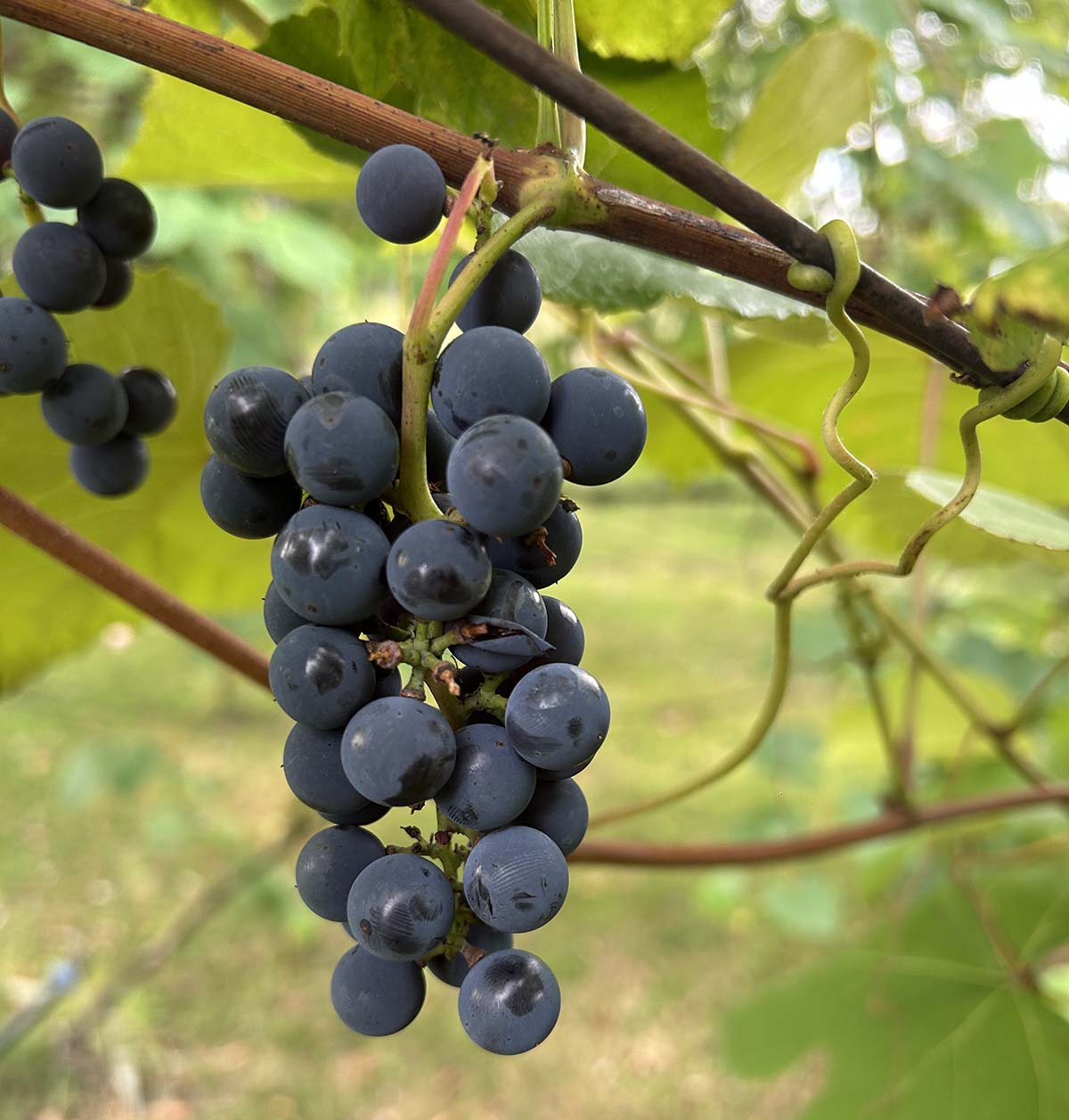 Zbliżenie na ciemne jagody winogron odmiany Nero Gęsta kiść ciemnofioletowych winogron deserowych na krzewie.