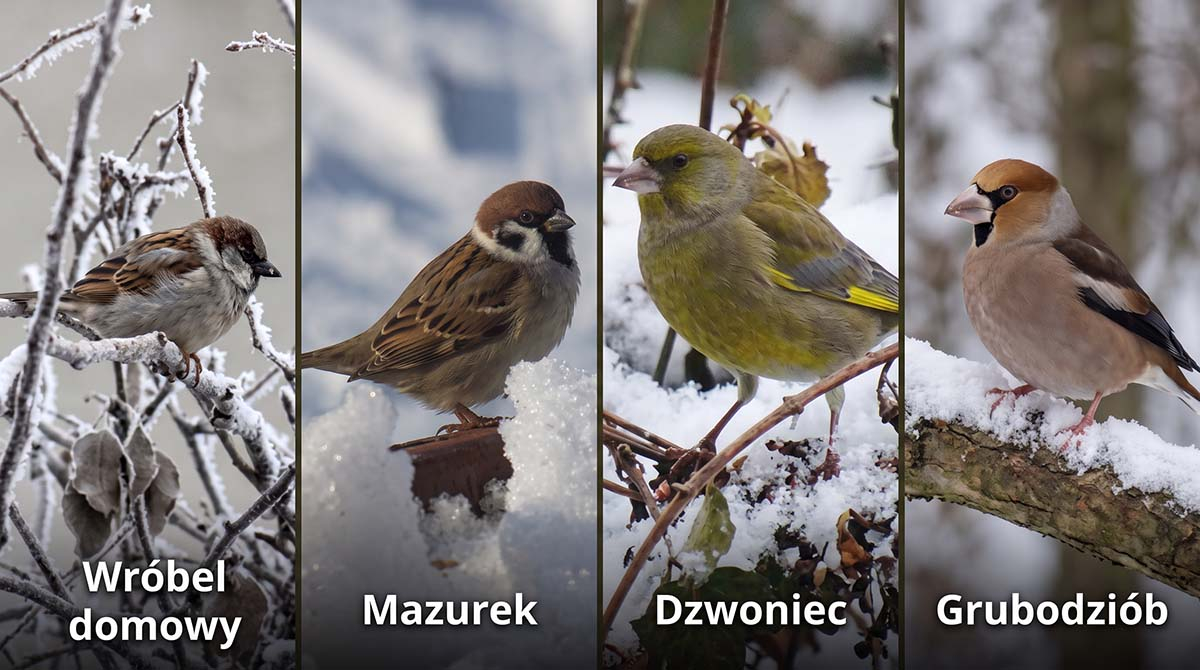 Popularne ptaki ziarnojady odwiedzające ogród zimą: wróbel, mazurek, dzwoniec i grubodziób Zestawienie czterech ptaków zimujących w ogrodzie: wróbel domowy na oszronionej gałęzi, mazurek na śniegu, dzwoniec zwyczajny oraz grubodziób na zaśnieżonym konarze.