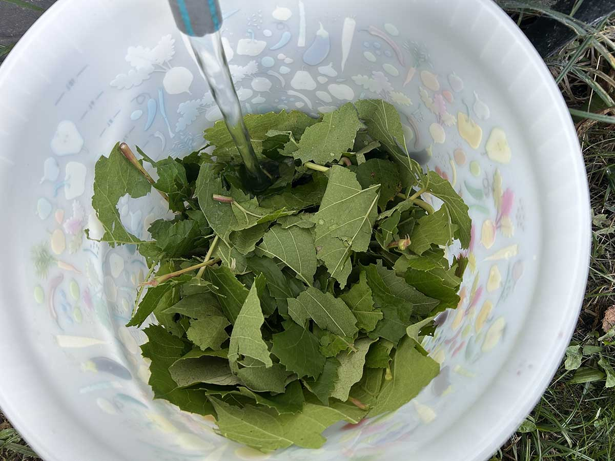 Przygotowanie naturalnego wyciągu ze świeżych liści winorośli Zalewanie świeżo pociętych liści winogron wodą w wiadrze do przygotowania naturalnego nawozu