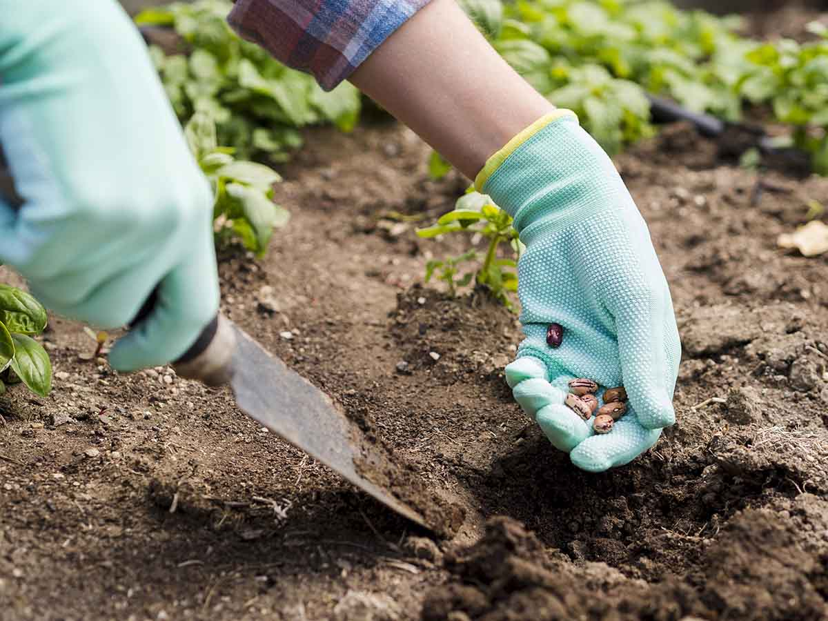 Ogrodnik siejący nasiona fasoli szparagowej na oczyszczonej grządce w czerwcu