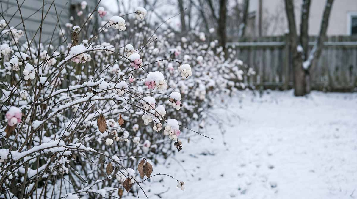 Śnieguliczka zimą - żywopłot z owocami pod śniegiem Żywopłot ze śnieguliczki z owocami przyprószony śniegiem zimą