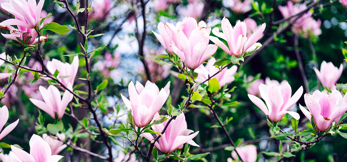 wiele kwiatow magnolii w pieknym sloncu wiele różowych kwiatów magnolii w pięknym słońcu