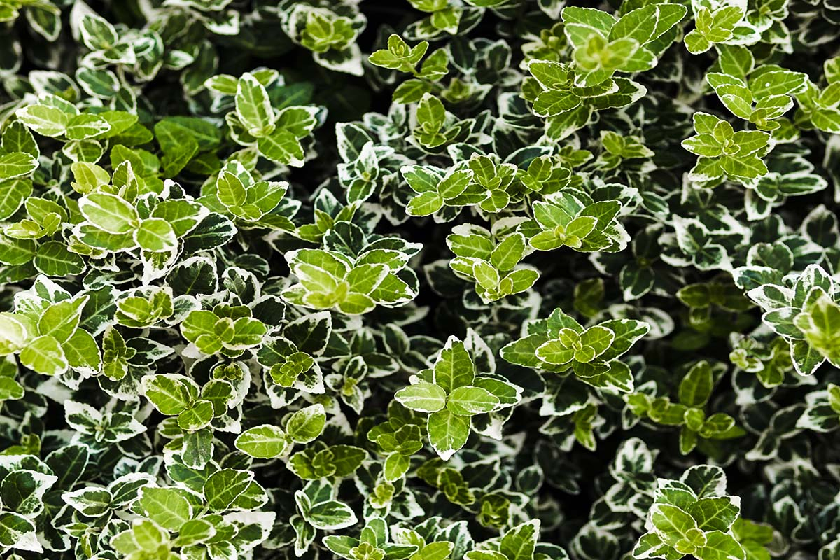 makro jasno zielone liście Trzmielina oskrzydlona, emerald, euonymus makro jasno zielone liscie Trzmielina oskrzydlona, emerald, euonymus